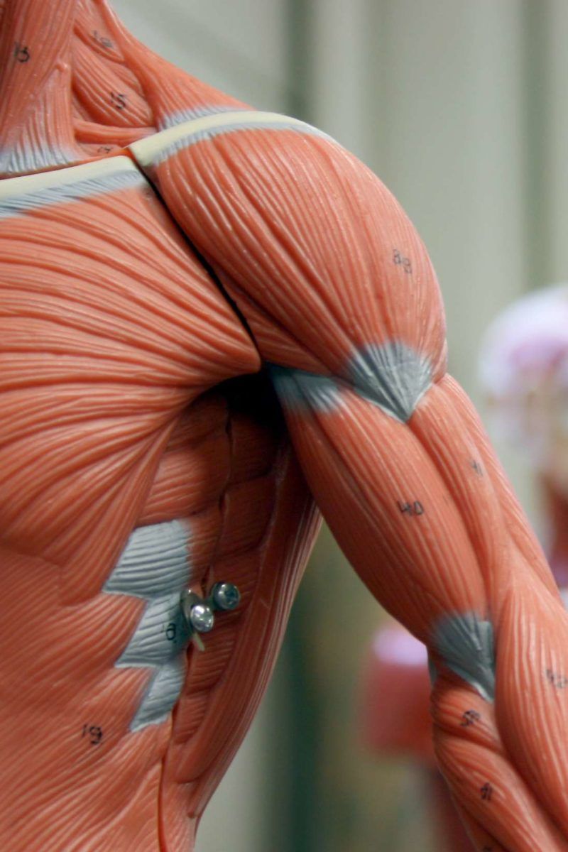 Interactive Guide to the Muscular System