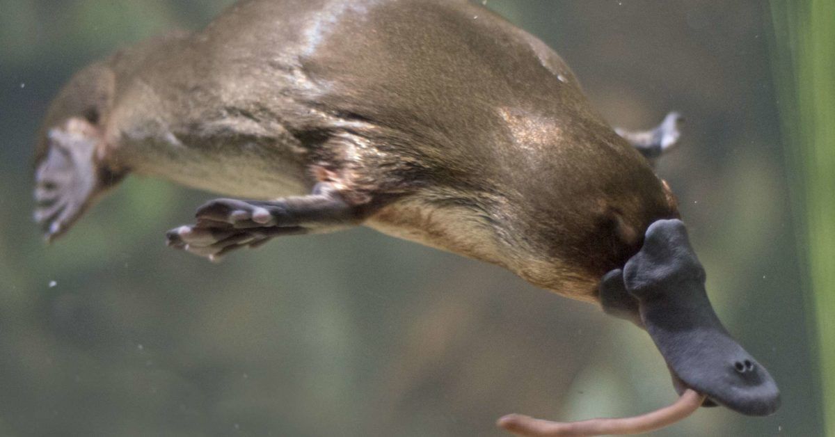 Could platypus venom help to treat diabetes?