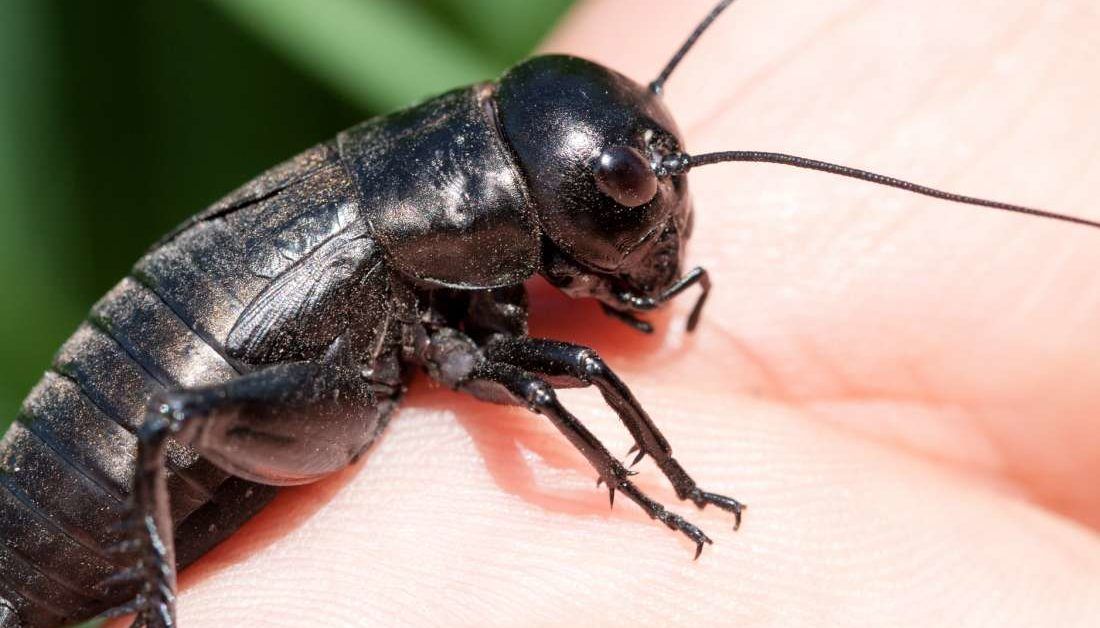 Eating crickets may benefit your gut health, scientists say