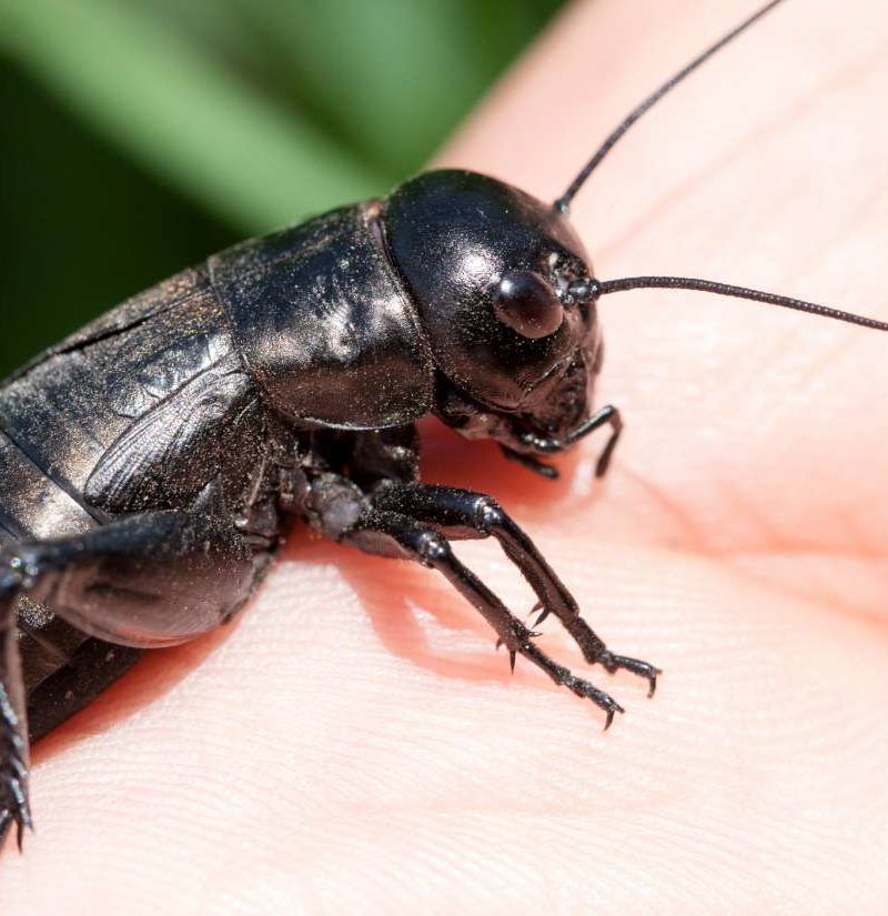 Eating Crickets May Benefit Your Gut Health Scientists Say