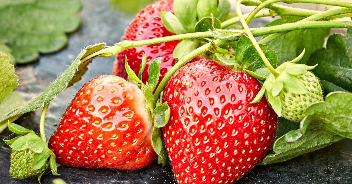 Strawberry allergy Symptoms, treatment, and what to avoid