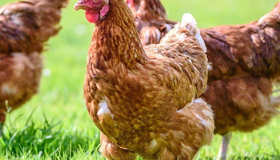 Chicken allergy Symptoms, management, and what to avoid