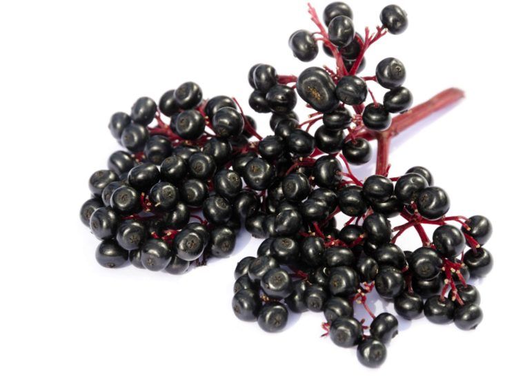 Affordable Wholesale goji berries meaning in urdu For Healthy Munching 