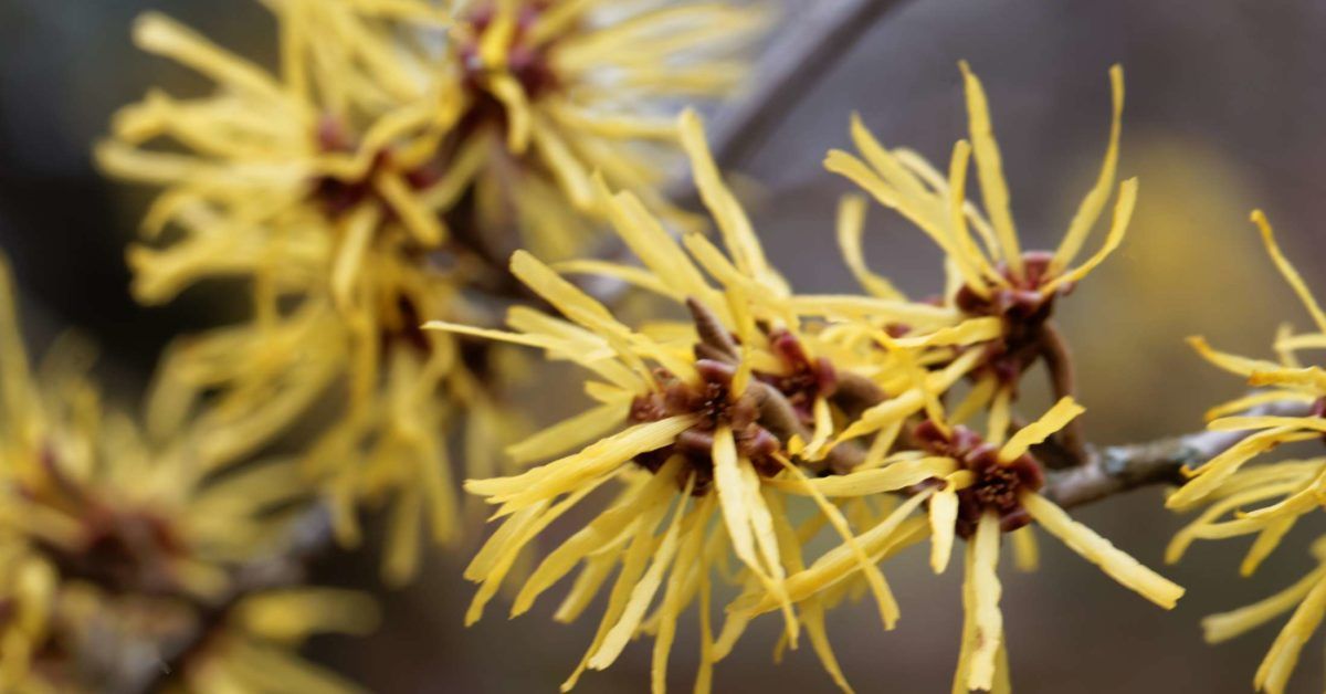 7 Amazing Witch Hazel Uses and Benefits for Your Skin