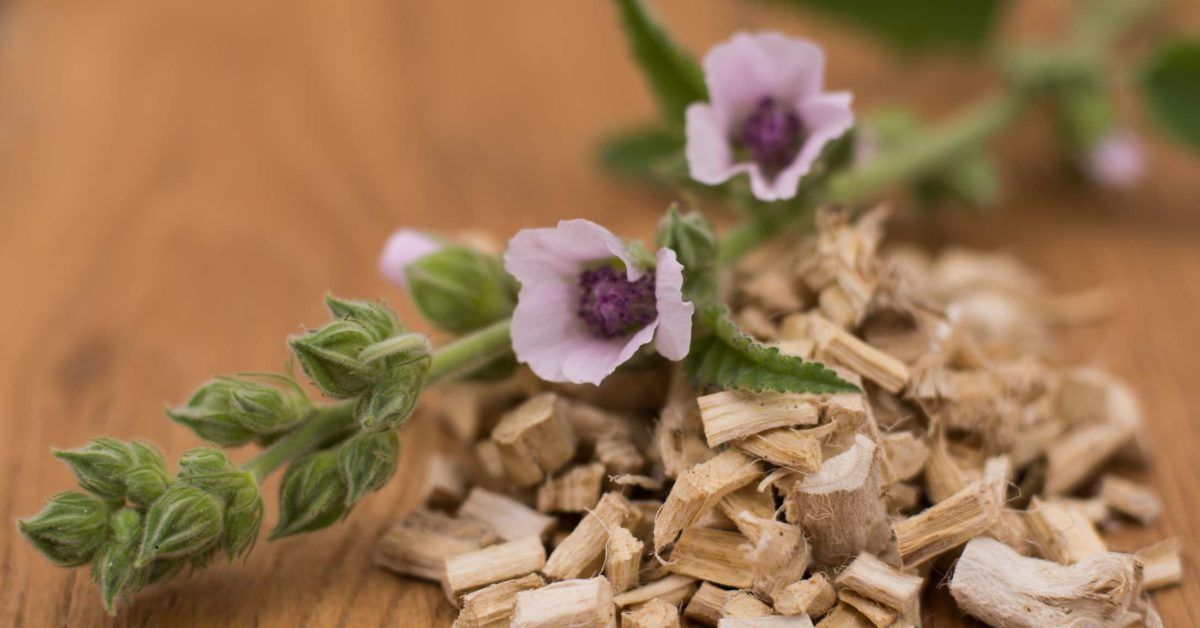 Marshmallow Root: Benefits, Risks, And Uses