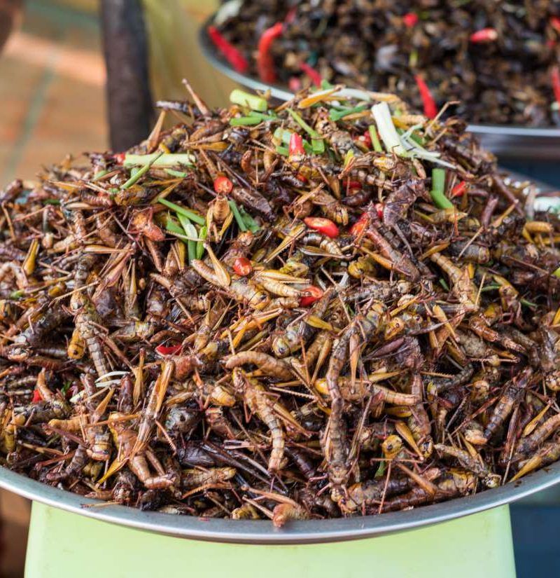 Are crickets and other creepy crawlies the new superfood?