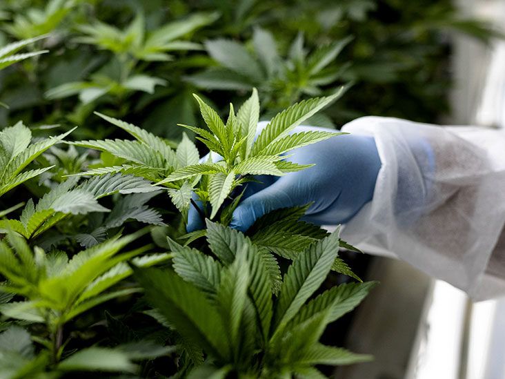 What are terpenes?