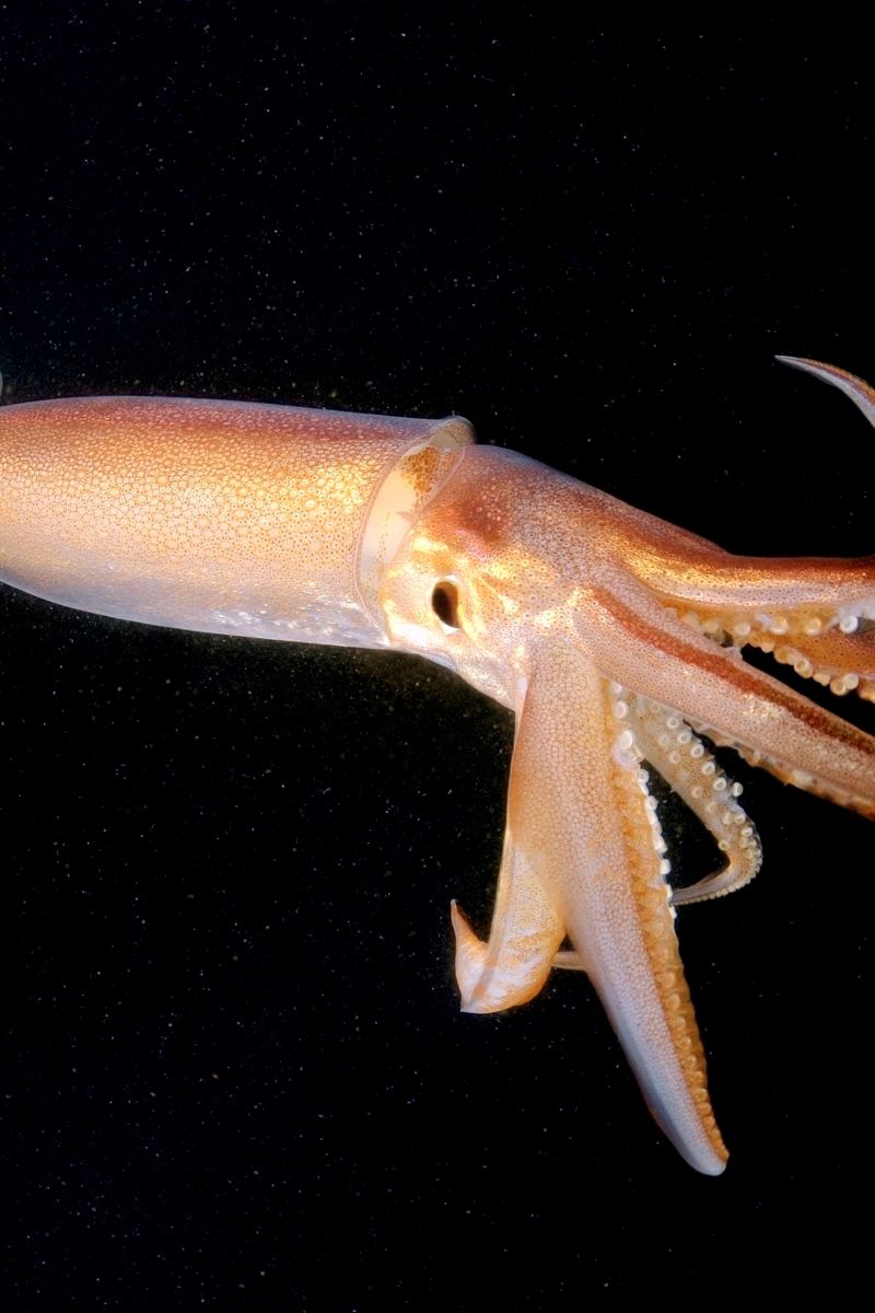 Are squids as smart as dogs?