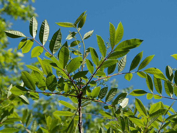 Poison sumac What it is, treatment, and more