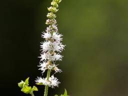 Black cohosh for menopause Uses and side effects