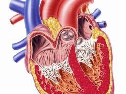 Pericarditis: Symptoms, diagnosis, and treatment