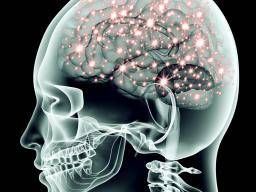 Mandibular nerve divison Branches posterior division: larger than the