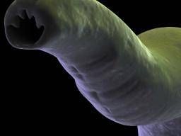 Would you take a dose of hookworms? - BBC News