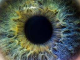 All Blue Eyes Descend from a Single Common Ancestor 10,000 years