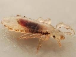 Pubic lice (crabs): Symptoms, risk factors, and treatment