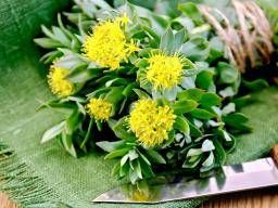 Rhodiola rosea Benefits side effects and dosage