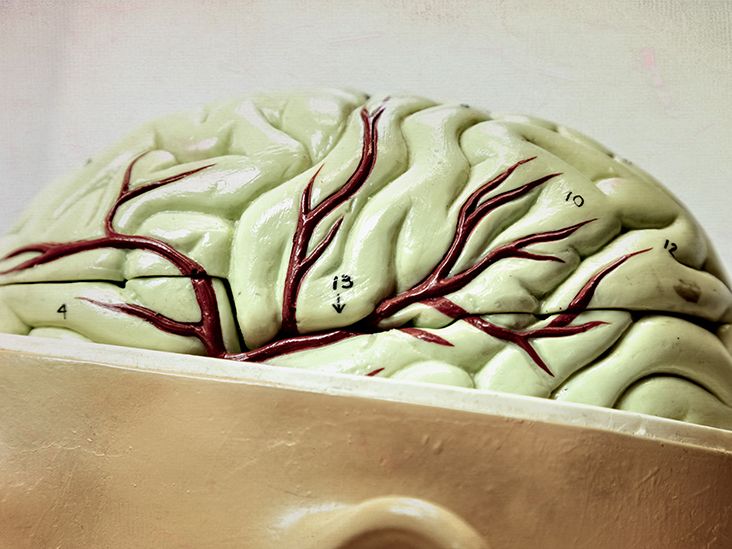 Circle of Willis: Anatomy, Function, and What to Know