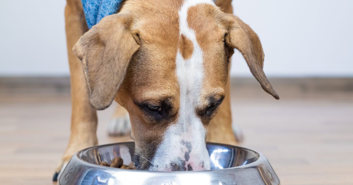 Raw frozen dog food contains antibiotic resistant bacteria study says