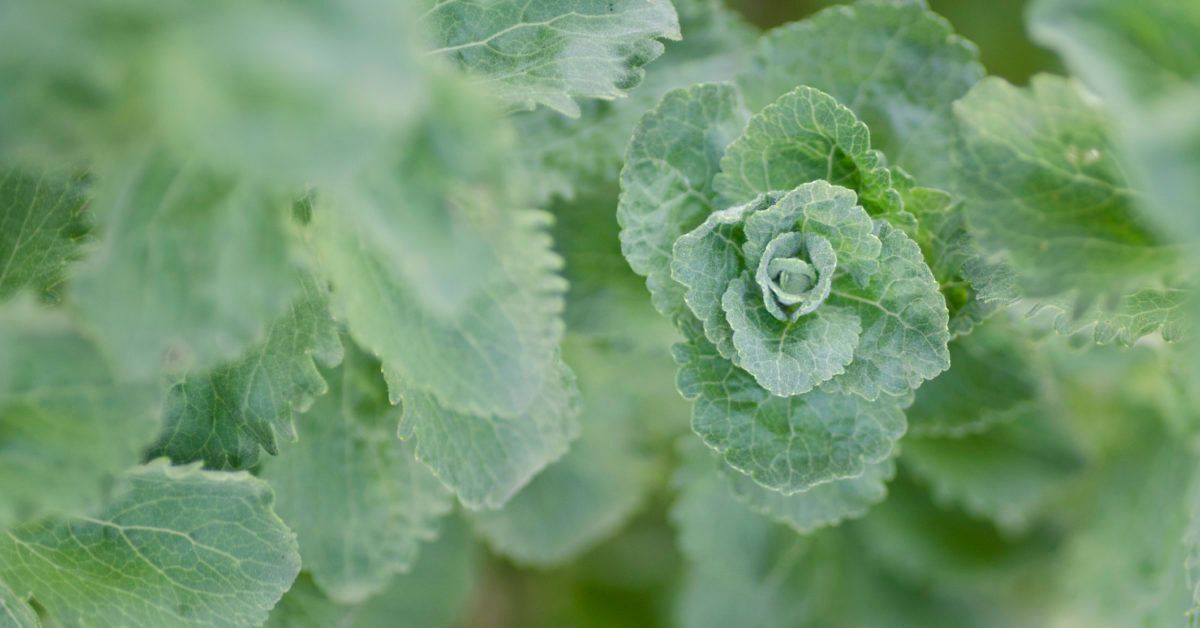 Stevia extract reduces signs of fatty liver disease