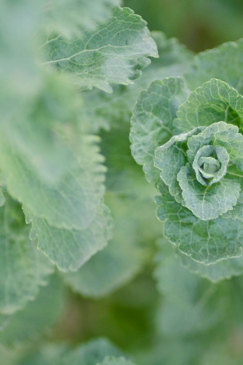 Stevia extract reduces signs of fatty liver disease