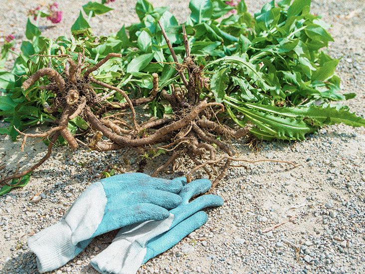 Valerian root What is it, and what is it used for?