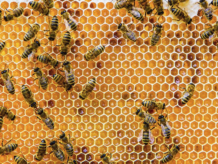 Honey bee health key to wellbeing of important species - Food Blog - ANR  Blogs