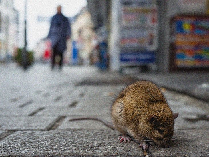 Rat-bite fever: Symptoms and treatment