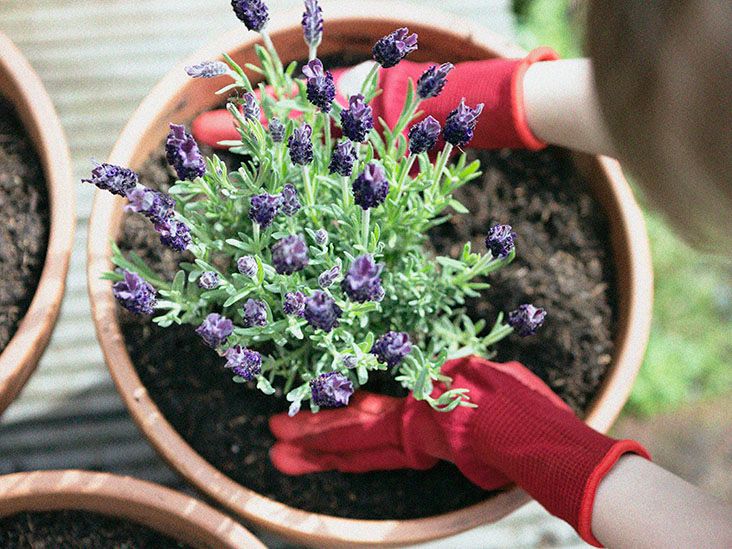 Herbs for sleep: Examples, safety, other natural options, and more