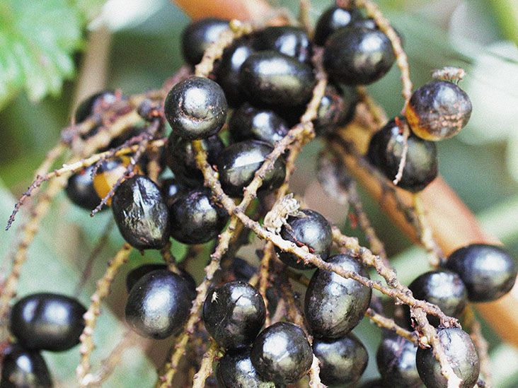 Can you boost testosterone with saw palmetto? Facts and myths