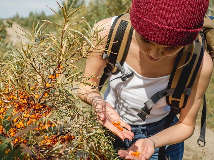 Sea buckthorn oil benefits for hair, acne, estrogen, and more