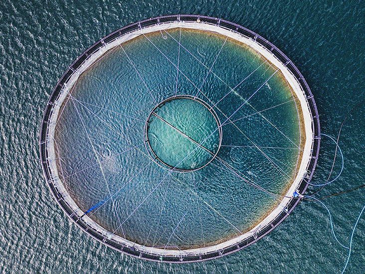 Fish, health, and sustainability: What to know