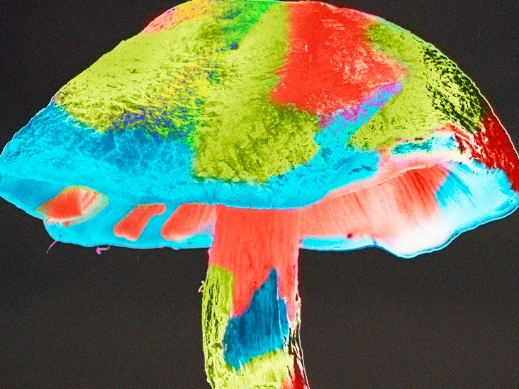 Depression Eating mushrooms may reduce risk