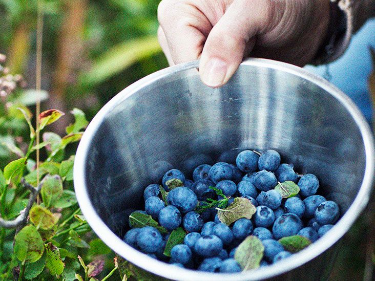 Benefits of bilberry and how to add them to the diet
