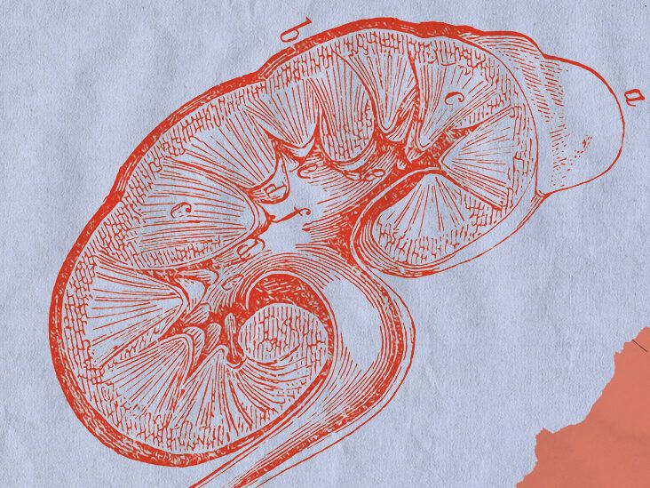 Kidney Anatomy Glomerular Structure Anatomical Drawing Colored Pencil 5D  Electric · Creative Fabrica