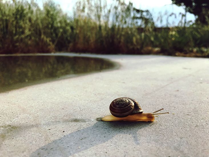 Snail slime for arthritis What the research says and alternatives