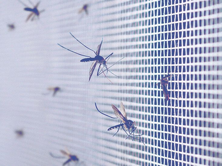 Mosquito viruses: Types, symptoms, and treatments