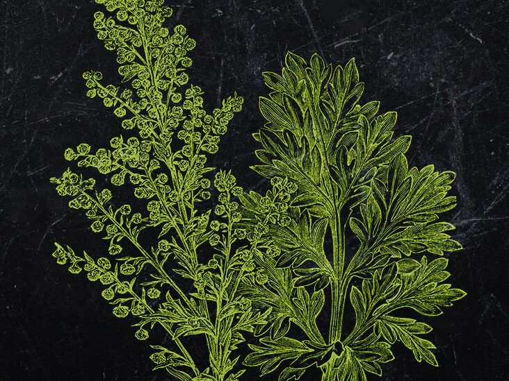 gynura plant Gynura aurantiaca main image 0