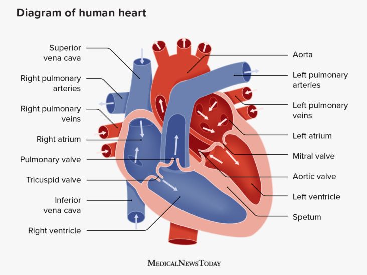 10 Interesting Facts About the Heart You May Not Know