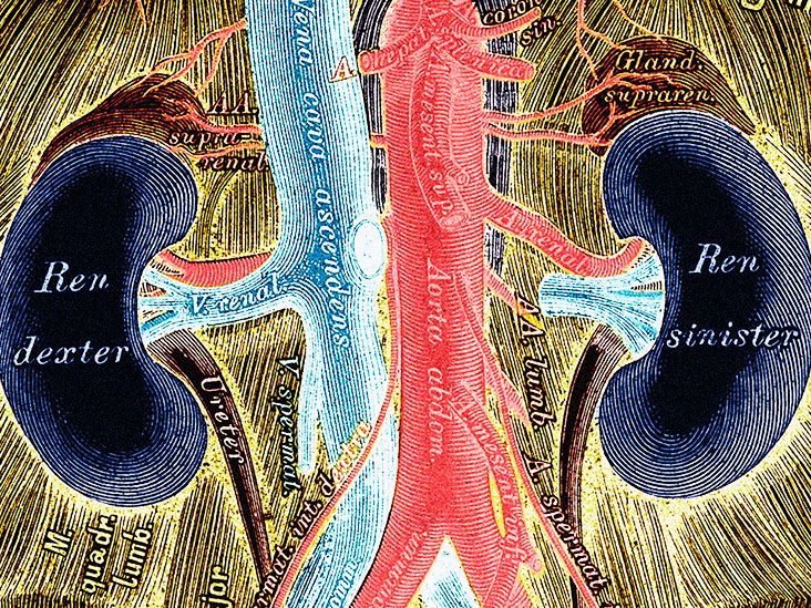 Are kidney cysts cancerous? Diagnosis, causes, and treatment
