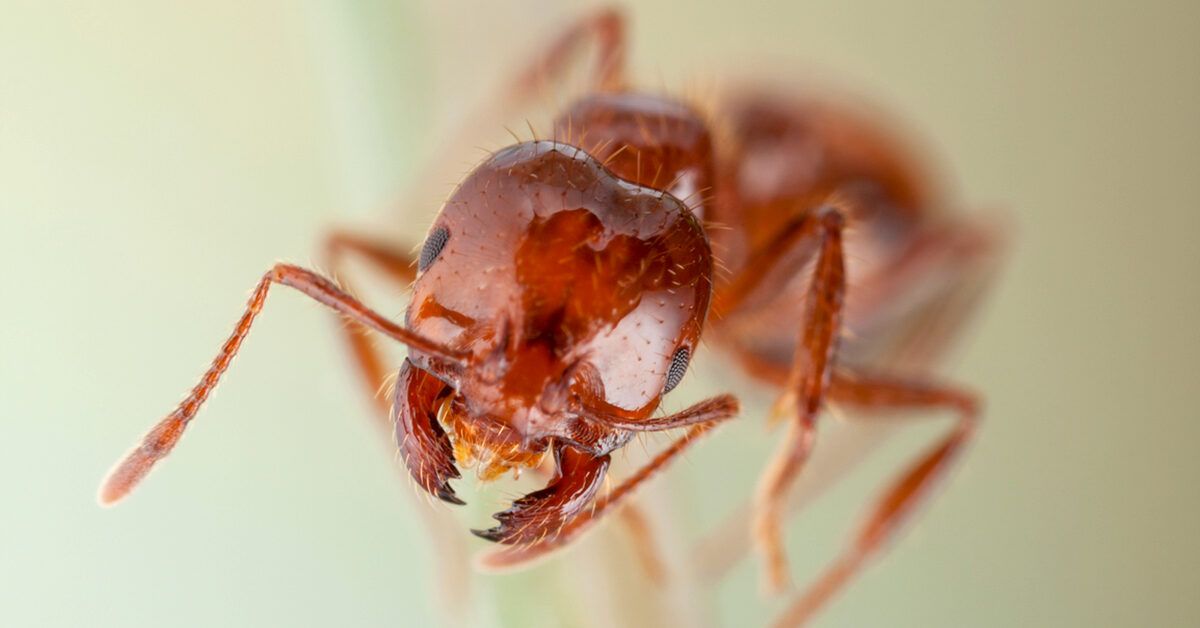 Big ant : r/ants