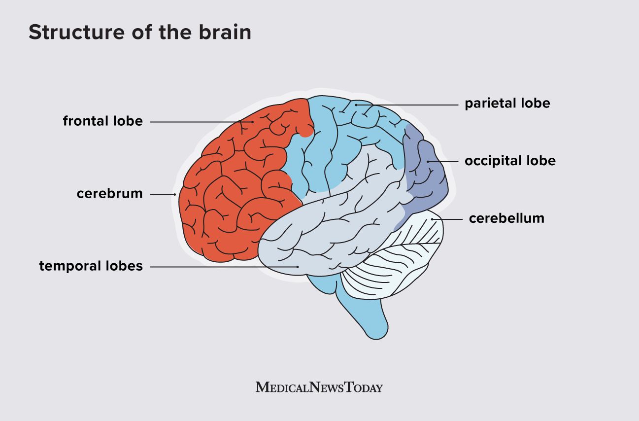 Frontal lobe: Functions, structure, and damage