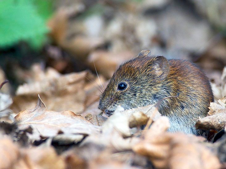 New coronavirus in voles: Is it cause for worry?