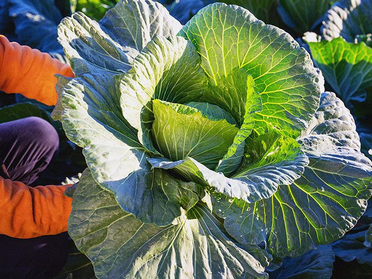 DIM: Chemical from cabbage may help fight antibiotic resistance