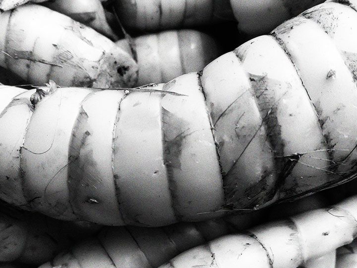 Arrowroot: Health benefits, nutrition, uses, and FAQs