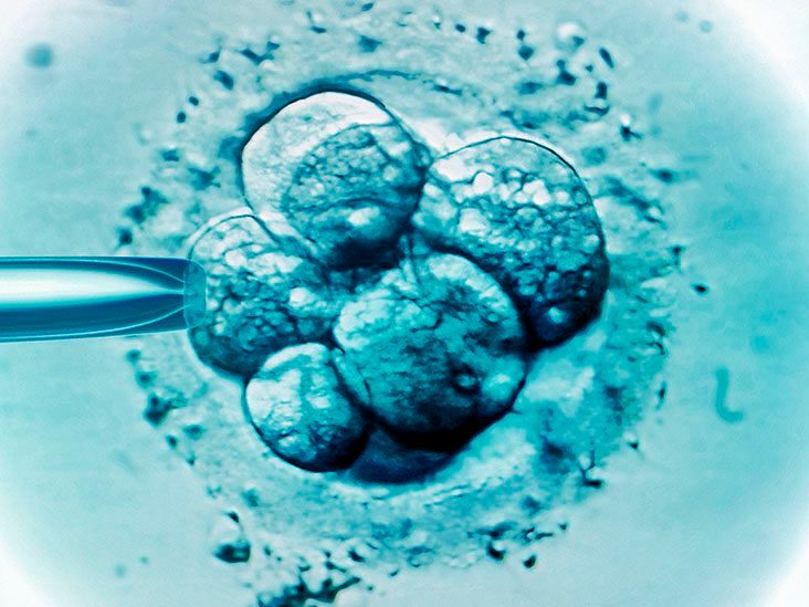 in Vivo vs in Vitro Testing - What's The Difference?