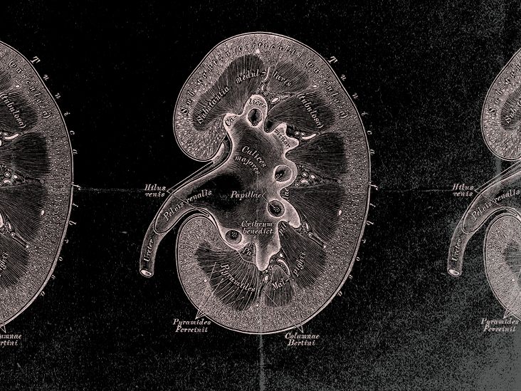 Kidney medulla anatomy function and medical conditions