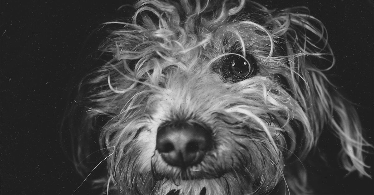 Stress sniffing dogs can detect human distress with about 94 accuracy