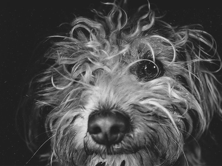 Stress sniffing dogs can detect human distress with about 94 accuracy