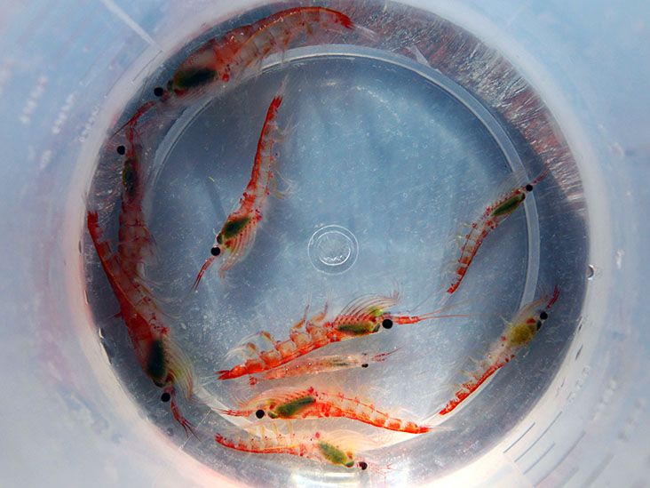 Krill oil may be better than fish oil for aging and brain health