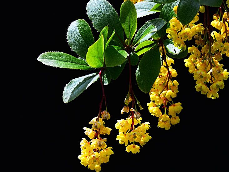 MS: Natural compound berberine eases disease severity in mice